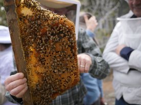 RTU zinātnieks Latvijas Radio stāsta par autonomo biškopības uzraudzības sistēmu