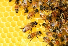 RTU zinātnieki radījuši unikālu tehnoloģiju attālinātai bišu saimju novērošanai